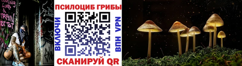 Псилоцибиновые грибы Psilocybe Купить где Кяхта
